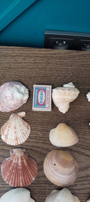 Ракушки.  Морское , речные.