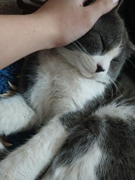 Mushuk sotilad mushuk