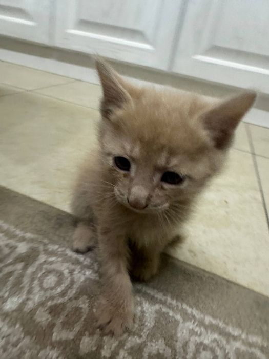 Кошки бесплатно в хорошие руки