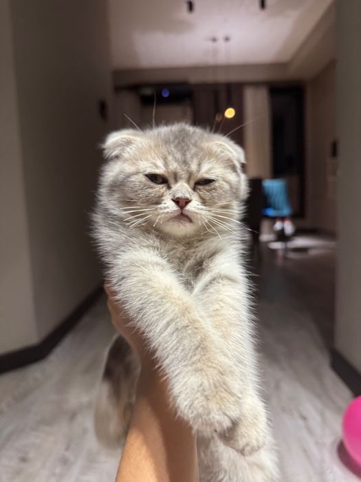 Продается котенок