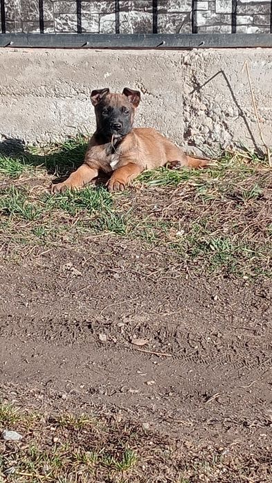 Бельгийская овчарка күшіктер сатылады