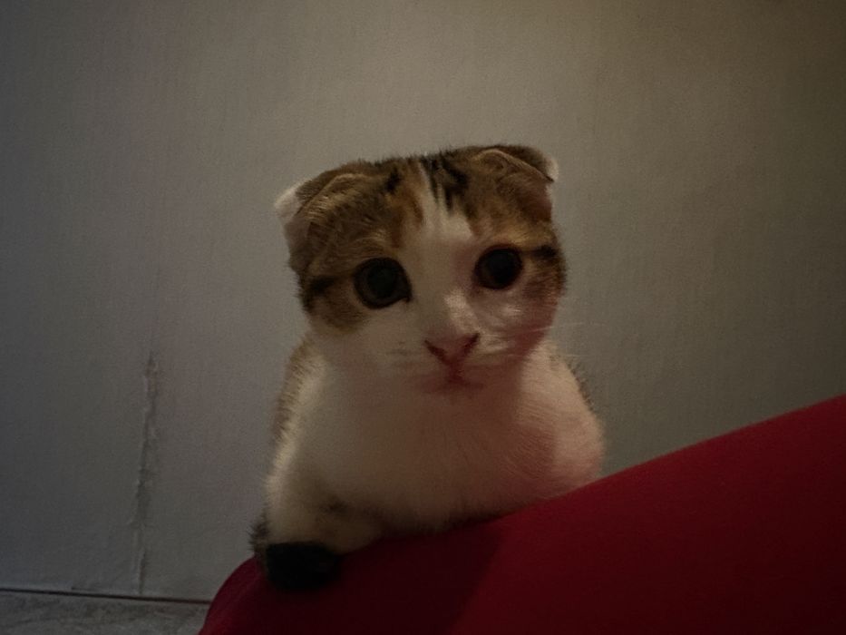Отдам в хорошие руки