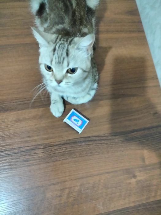 Кошечка бесплатно,девочка 1 год