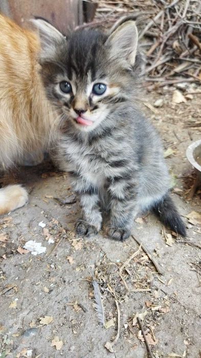котята в дар г.Шу