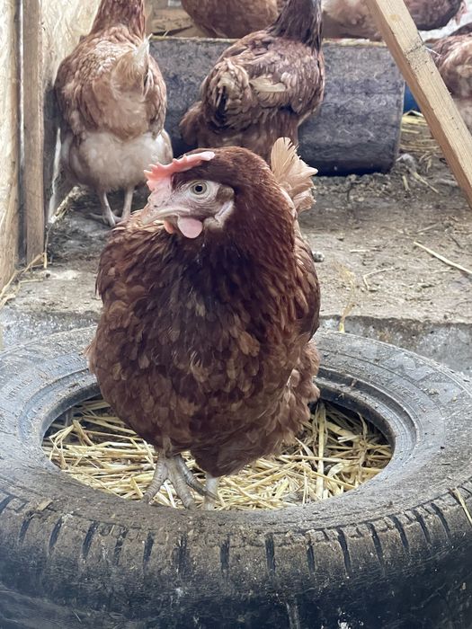Găini rosii ouatoare Isa Brown, Bals-Boureni!
