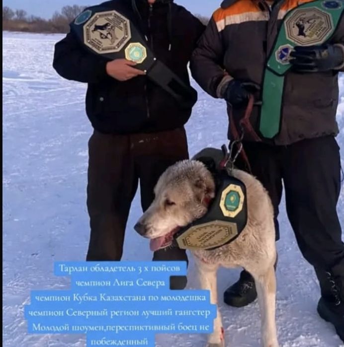 Продам шеноков алабай привиты
