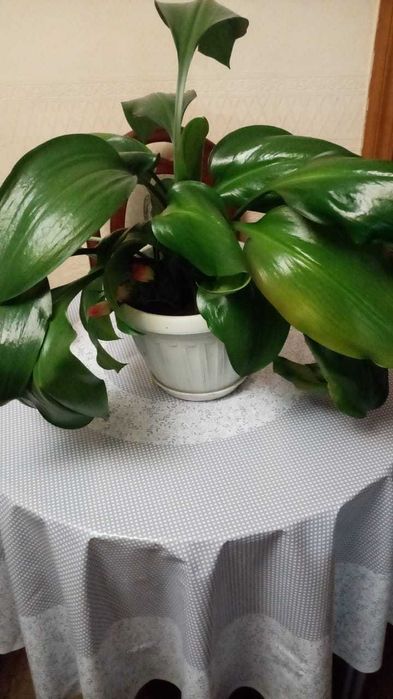 Продаются комнатные цветы