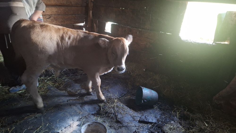 Vand vaca cu vitel