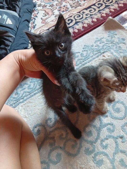 Мальчик Чёрная пантера