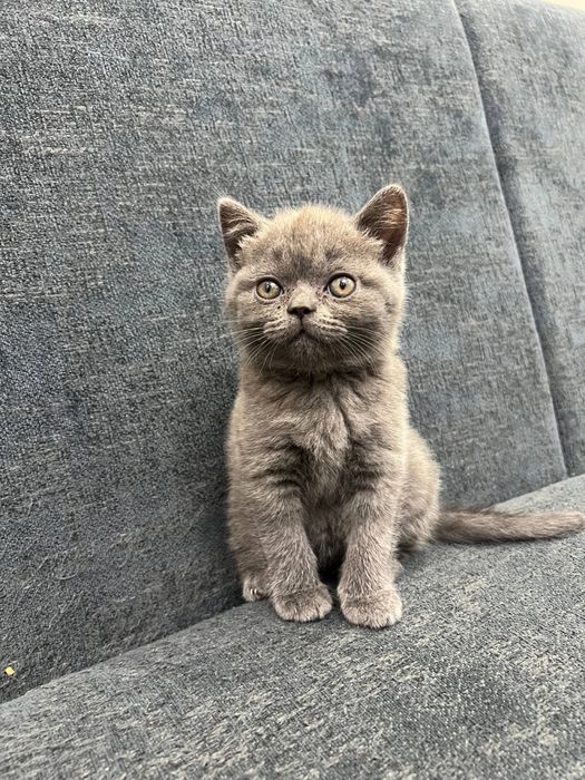 British Shorthair / Scottish Straight mushukchalari sotiladi