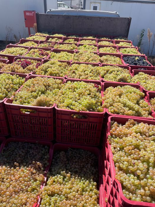 Vând struguri de vin