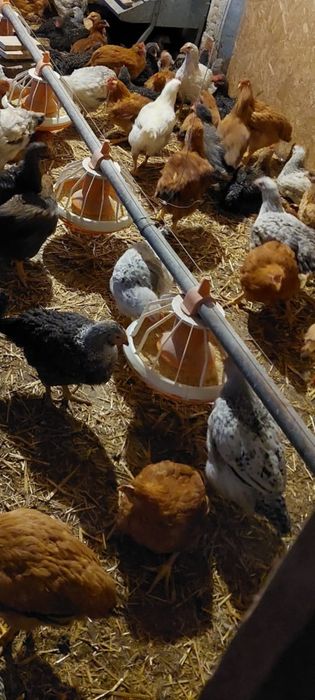 Pui de gaina si bibilici