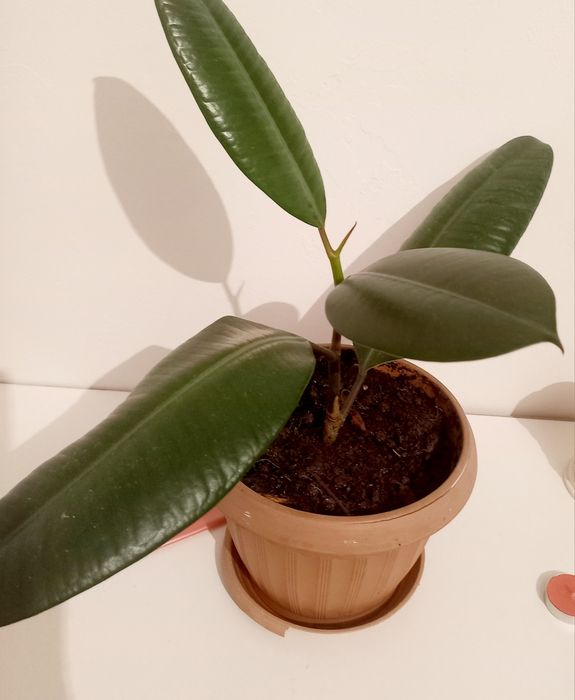 Продам фикусы крупнолистные