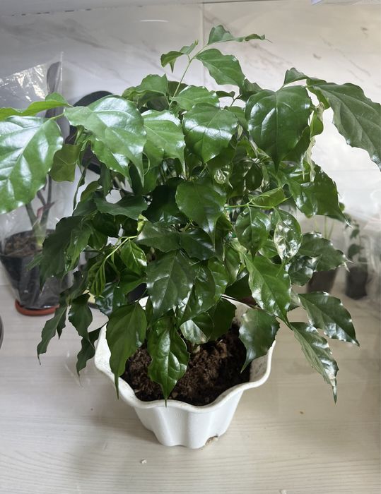 Комнатные растения