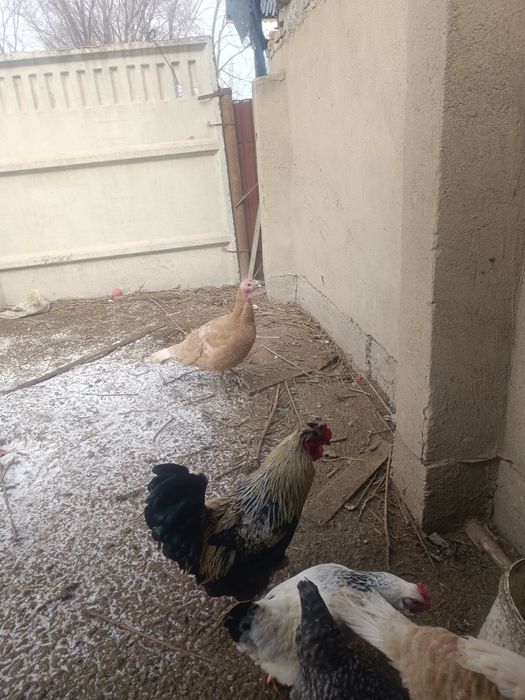 Срочно продам индюшек