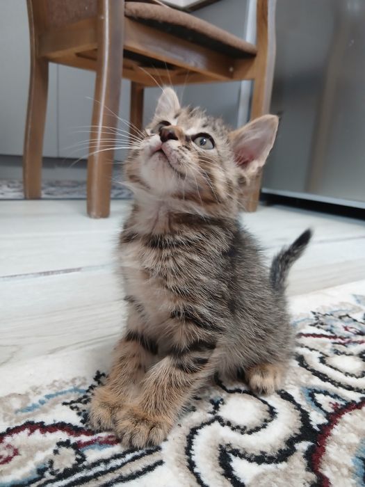 Отдам котят в хорошие руки