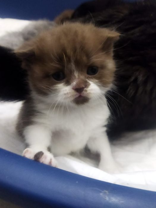 Котята Селкирк Рекс