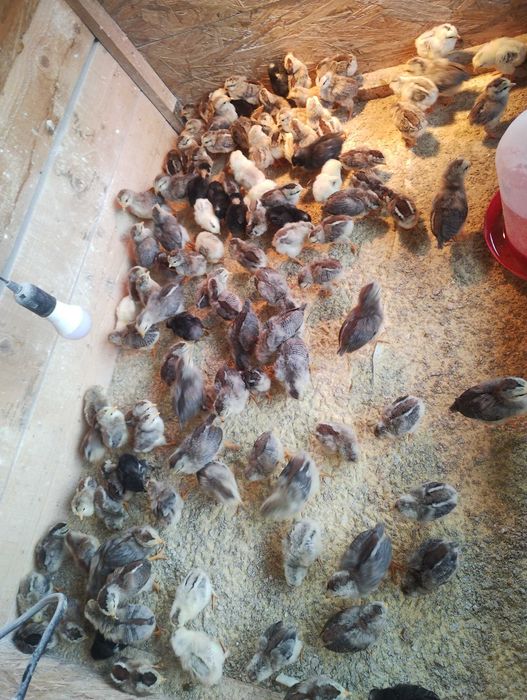 Vând pui găină de rasa italiană argintie