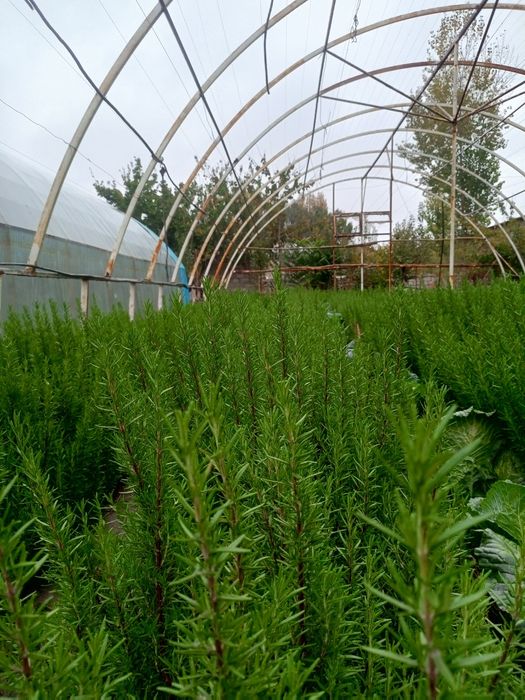 Розмарин ко'чатлар  Fargʻona