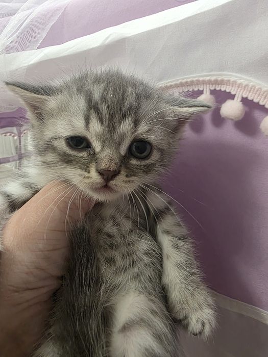 Продам шотландских котят