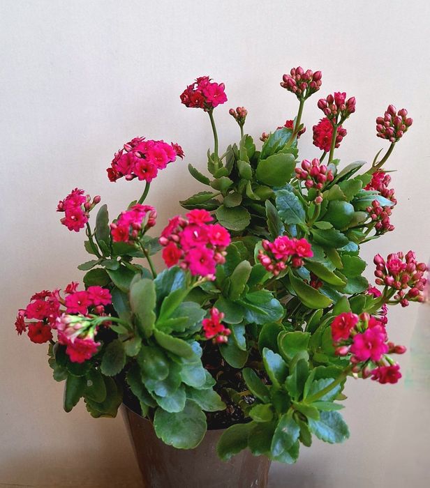 Продаются  каланхоэ