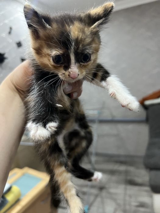 Отдадим котят в добрые руки