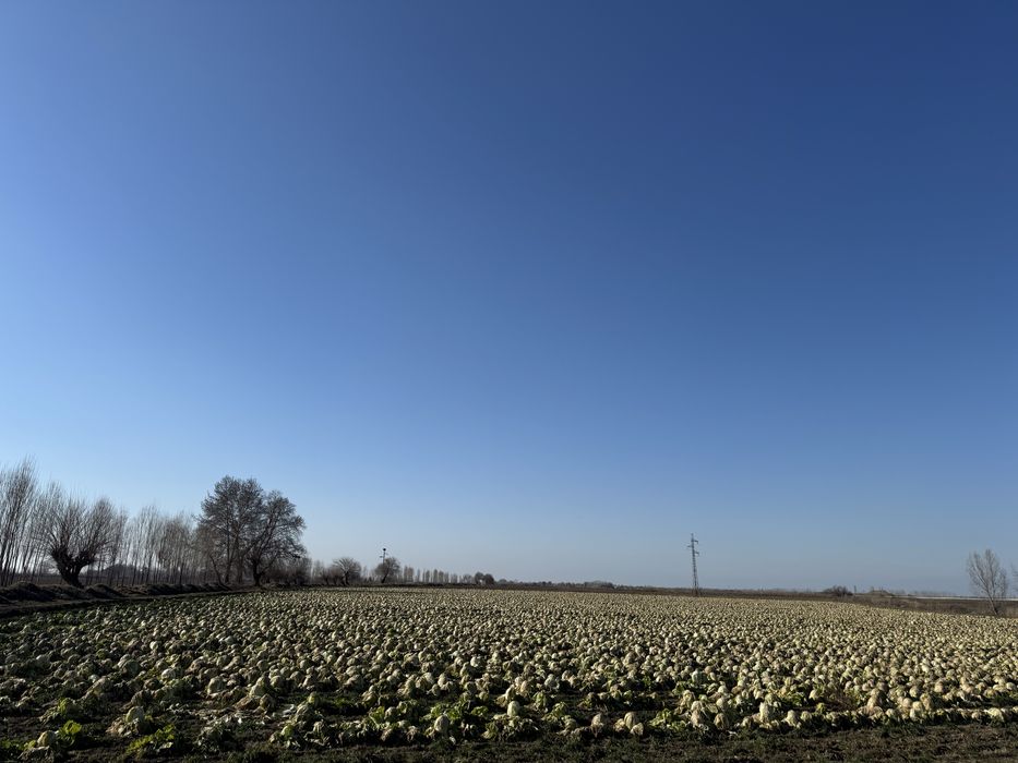 Chimchi bonka 3gektar