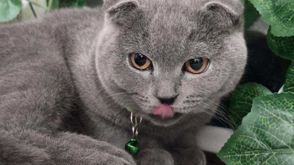 Мушук аклли соглом