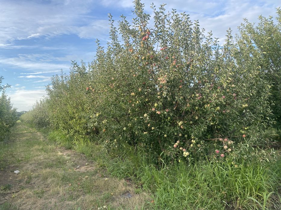 Продам яблоки с корня или через веса