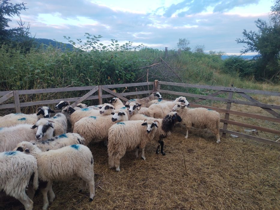 Își caută alta casă oi bune vând sau schimb cu vaci