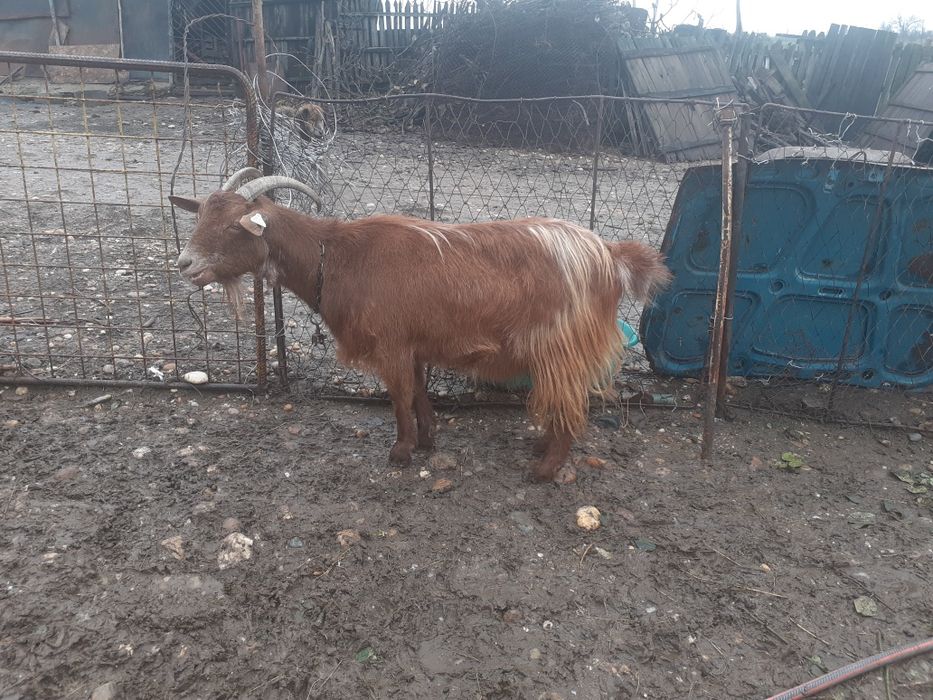 Capre gestante de vânzare