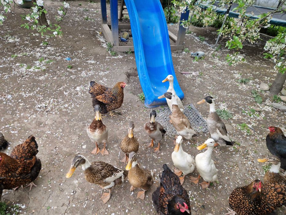 Vand Rate Indiene Alergatoare bune culegatoare de melci limax limacsi