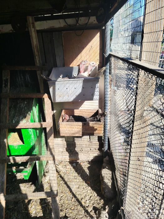 Курк курк курк индюки