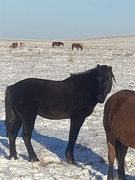 ЖЕРЕБЕЦ  табуный