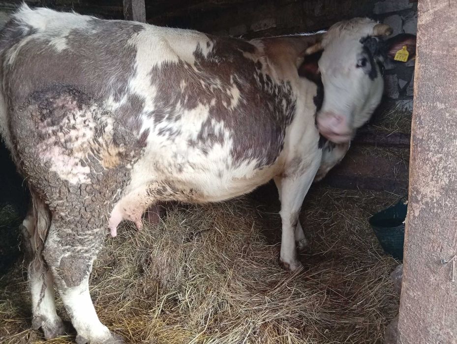 Vând junincă la A2 a fătare gestantă în 9 luni împlinite