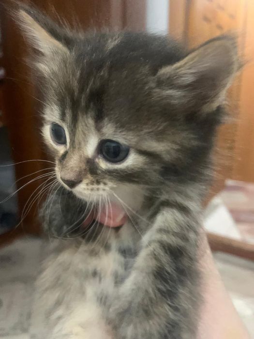 Котята бесплатно в добрые руки
