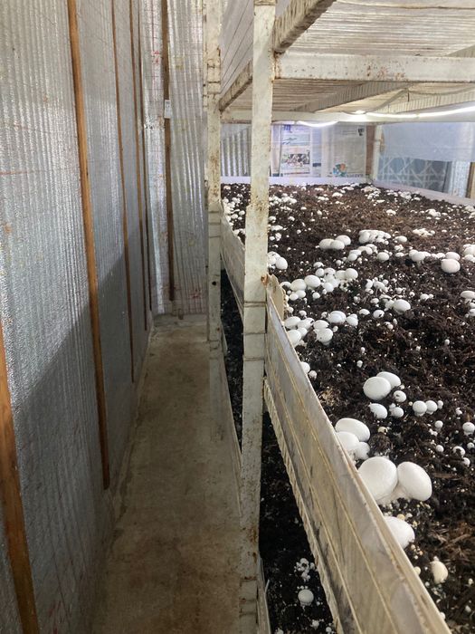 Qo’ziqorin Shampinion sotiladi