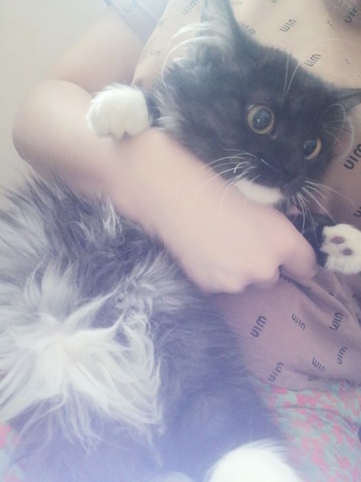 Сибирская парода Мушук сотилади йошига тулмаган