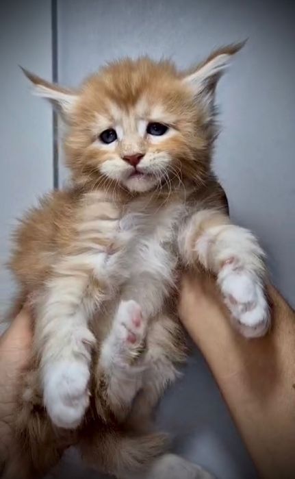 Шикарные котята Мейн Кун