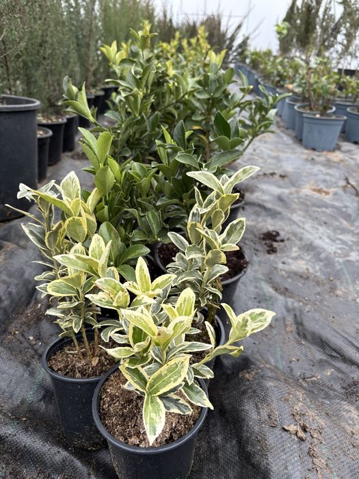 Бързорастящи и вечнозелени растения