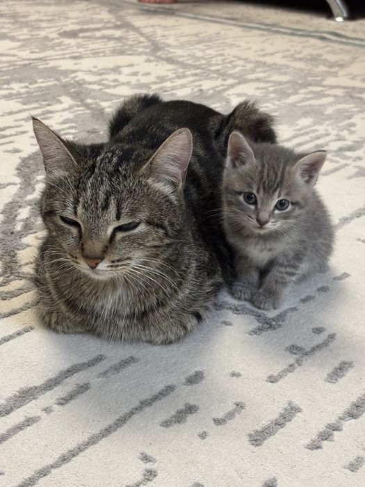 Отдам котят в добрые руки