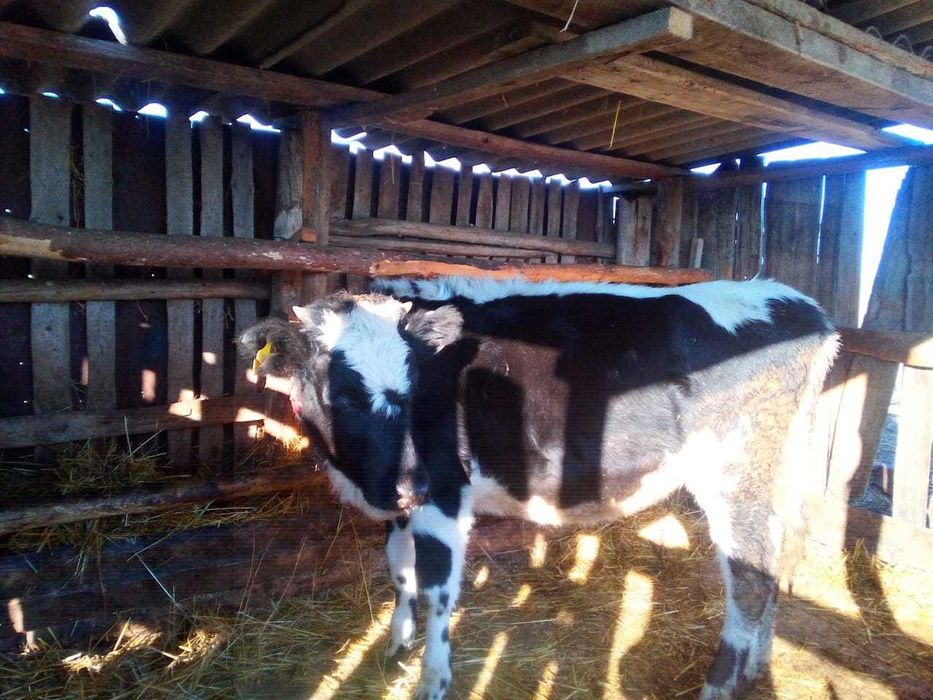 Тёлочка молочная