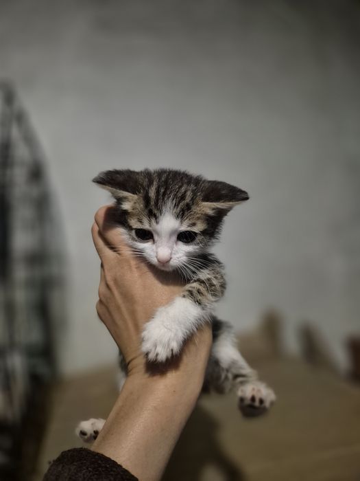 Отдам котят в хорошие руки