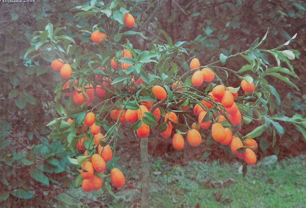 Продаётся кумкват/апельсин/мандарин/бергамотный апельсин!Все с плодами