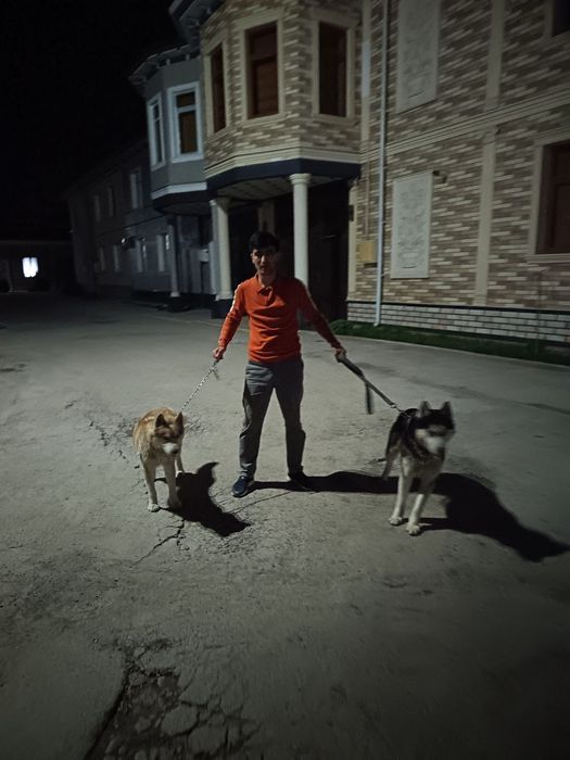 Qoʻlga oʻrganga sogʻlom