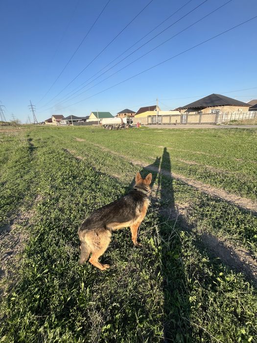 Продам немескую овчарку 10 месяцев