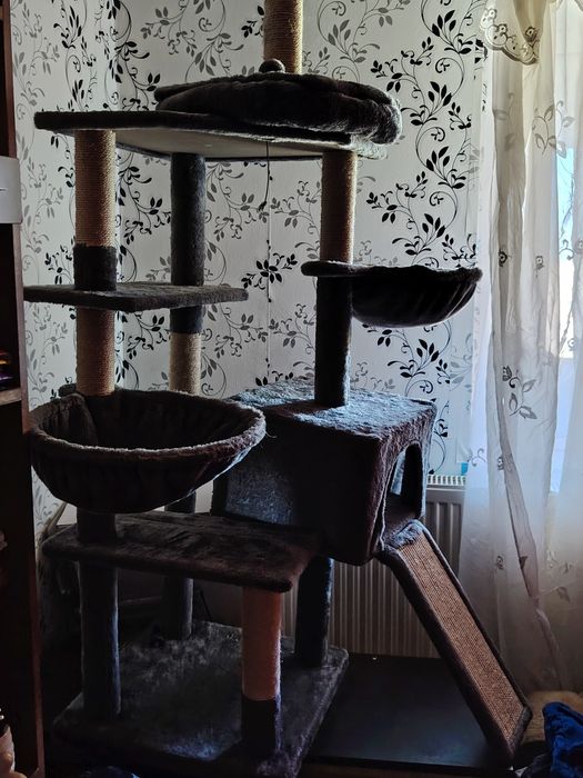 Ansamblu joaca pisici