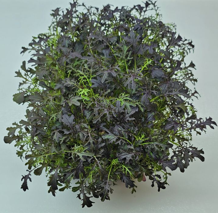 Микрозелень в наличии