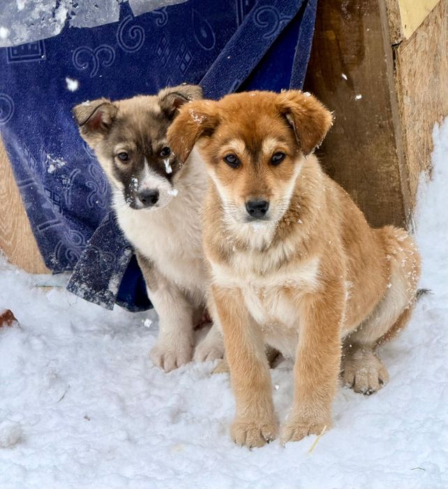 Щенята в самые добрые руки! Возраст 3 месяца