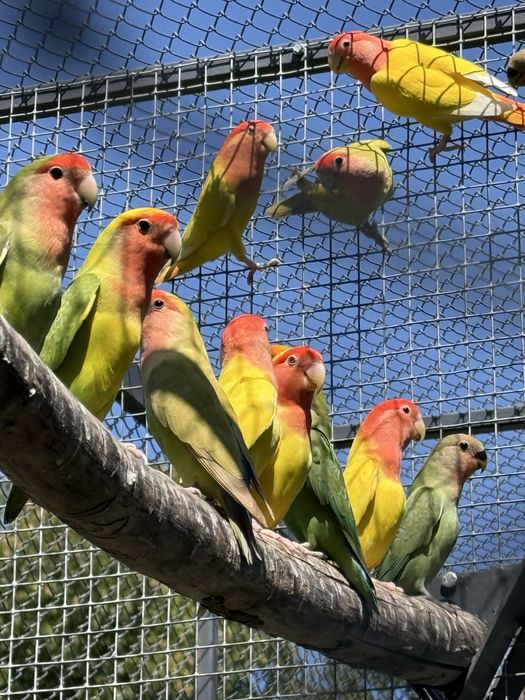 Papagali agapornis pui si adulti amorezi agaponis